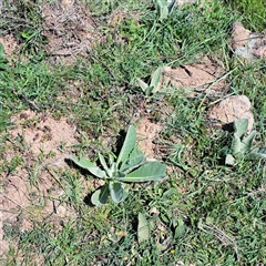 Verbascum thapsus subsp. thapsus at Strathnairn, ACT - 11 Oct 2024 11:49 AM