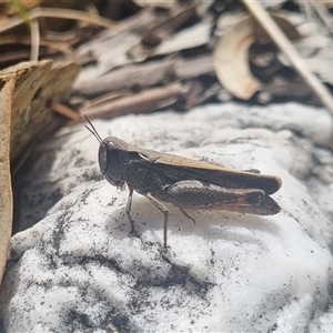 Cryptobothrus chrysophorus at Bungendore, NSW - 11 Oct 2024