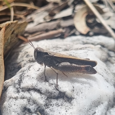 Cryptobothrus chrysophorus (Golden Bandwing) at Bungendore, NSW - 11 Oct 2024 by clarehoneydove