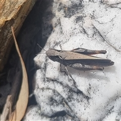 Cryptobothrus chrysophorus at Bungendore, NSW - 11 Oct 2024