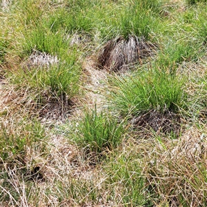 Carex appressa at Strathnairn, ACT - 11 Oct 2024 12:11 PM