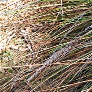 Carex appressa at Strathnairn, ACT - 11 Oct 2024