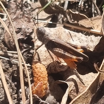 Cryptobothrus chrysophorus (Golden Bandwing) at Bungendore, NSW - 9 Oct 2024 by clarehoneydove