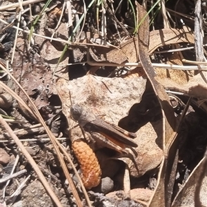 Cryptobothrus chrysophorus at Bungendore, NSW - 9 Oct 2024