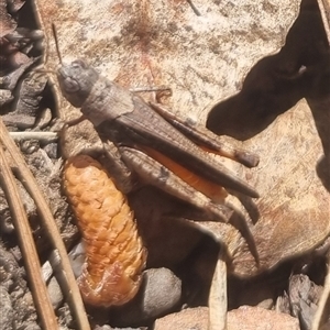 Cryptobothrus chrysophorus at Bungendore, NSW - 9 Oct 2024