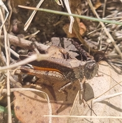 Cryptobothrus chrysophorus at Bungendore, NSW - 9 Oct 2024