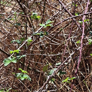 Rubus anglocandicans at Strathnairn, ACT - 11 Oct 2024 12:11 PM