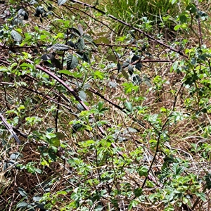 Rubus anglocandicans at Strathnairn, ACT - 11 Oct 2024 12:11 PM