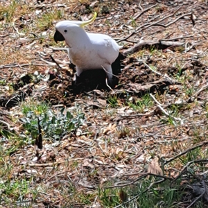 Cacatua galerita at Strathnairn, ACT - 11 Oct 2024 12:19 PM