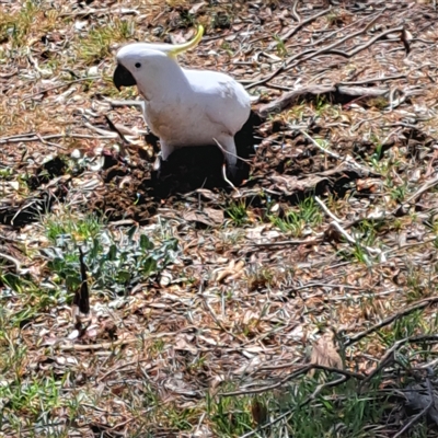 Cacatua galerita (Sulphur-crested Cockatoo) at Strathnairn, ACT - 11 Oct 2024 by abread111