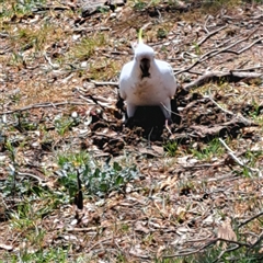 Cacatua galerita at Strathnairn, ACT - 11 Oct 2024