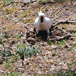 Cacatua galerita at Strathnairn, ACT - 11 Oct 2024