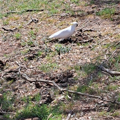 Cacatua galerita at Strathnairn, ACT - 11 Oct 2024 12:19 PM