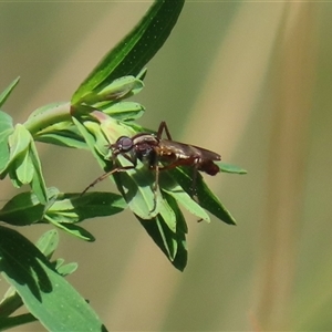 Ectinorhynchus sp. (genus) at Bonython, ACT - 11 Oct 2024