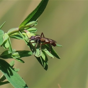 Ectinorhynchus sp. (genus) at Bonython, ACT - 11 Oct 2024