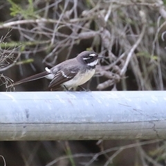 Rhipidura albiscapa (Grey Fantail) at Bonython, ACT - 11 Oct 2024 by RodDeb