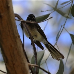 Rhipidura albiscapa at Bonython, ACT - 11 Oct 2024