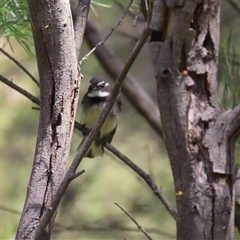 Rhipidura albiscapa at Bonython, ACT - 11 Oct 2024