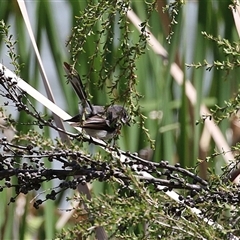 Rhipidura albiscapa at Bonython, ACT - 11 Oct 2024