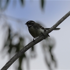 Rhipidura albiscapa at Bonython, ACT - 11 Oct 2024