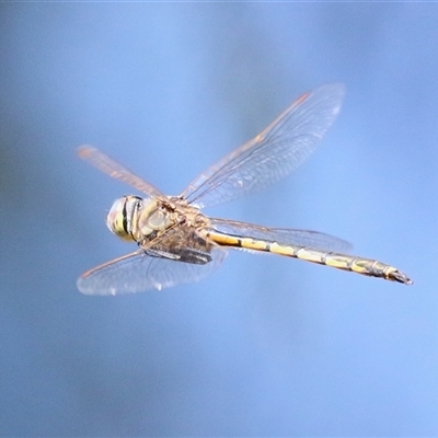 Hemicordulia tau (Tau Emerald) at Bonython, ACT - 11 Oct 2024 by RodDeb