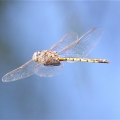 Hemicordulia tau at Bonython, ACT - 11 Oct 2024