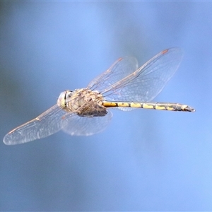 Hemicordulia tau at Bonython, ACT - 11 Oct 2024