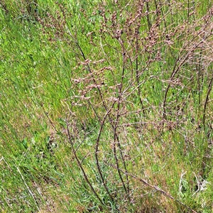 Hypericum perforatum at Strathnairn, ACT - 11 Oct 2024 12:41 PM