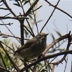 Acanthiza pusilla (Brown Thornbill) at Bonython, ACT - 11 Oct 2024 by RodDeb