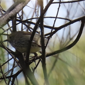 Acanthiza pusilla at Bonython, ACT - 11 Oct 2024