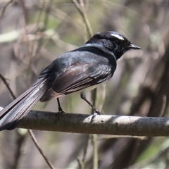 Rhipidura leucophrys (Willie Wagtail) at Bonython, ACT - 11 Oct 2024 by RodDeb