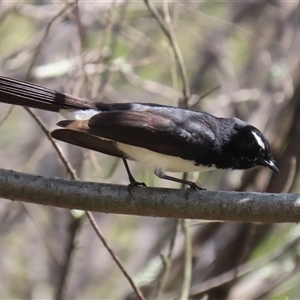 Rhipidura leucophrys at Bonython, ACT - 11 Oct 2024