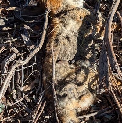 Vulpes vulpes (Red Fox) at Watson, ACT - 19 Sep 2024 by sbittinger