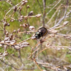 Chrysolina quadrigemina at Strathnairn, ACT - 11 Oct 2024