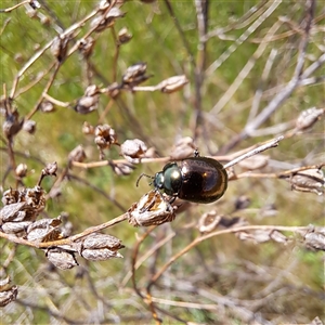 Chrysolina quadrigemina at Strathnairn, ACT - 11 Oct 2024