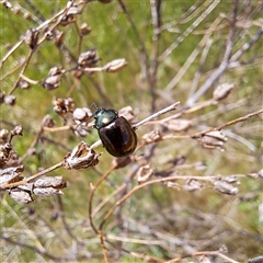 Chrysolina quadrigemina at Strathnairn, ACT - 11 Oct 2024