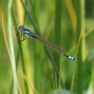 Ischnura heterosticta at Bonython, ACT - 11 Oct 2024