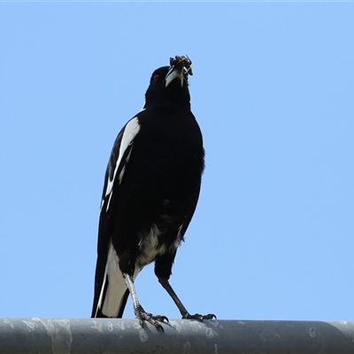 Gymnorhina tibicen (Australian Magpie) at Bonython, ACT - 11 Oct 2024 by RodDeb