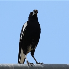 Gymnorhina tibicen at Bonython, ACT - 11 Oct 2024