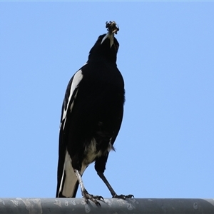 Gymnorhina tibicen at Bonython, ACT - 11 Oct 2024