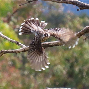 Anthochaera carunculata at Bonython, ACT - 11 Oct 2024