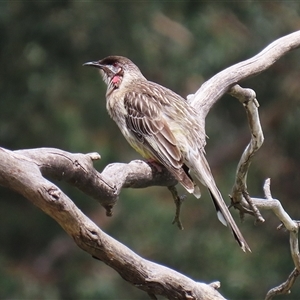 Anthochaera carunculata at Bonython, ACT - 11 Oct 2024