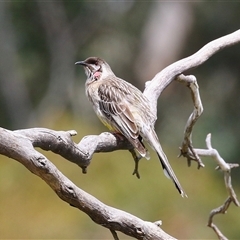 Anthochaera carunculata at Bonython, ACT - 11 Oct 2024