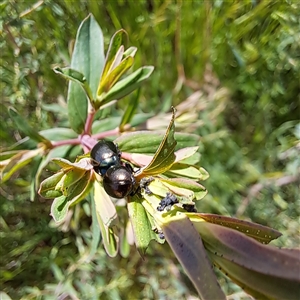 Chrysolina quadrigemina at Strathnairn, ACT - 11 Oct 2024 12:50 PM