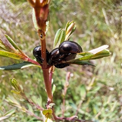 Chrysolina quadrigemina at Strathnairn, ACT - 11 Oct 2024 12:50 PM