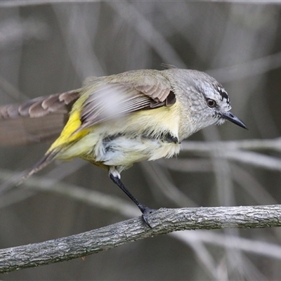 Acanthiza chrysorrhoa (Yellow-rumped Thornbill) at Bonython, ACT - 11 Oct 2024 by RodDeb