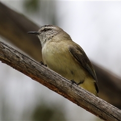 Acanthiza chrysorrhoa at Bonython, ACT - 11 Oct 2024