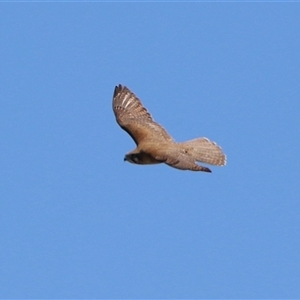 Falco berigora at Bonython, ACT - 11 Oct 2024 01:49 PM