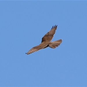 Falco berigora at Bonython, ACT - 11 Oct 2024 01:49 PM