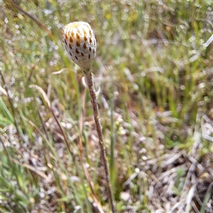 Leptorhynchos squamatus subsp. squamatus at Strathnairn, ACT - 11 Oct 2024